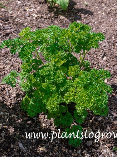 Parsley (Petroselinum crispum)